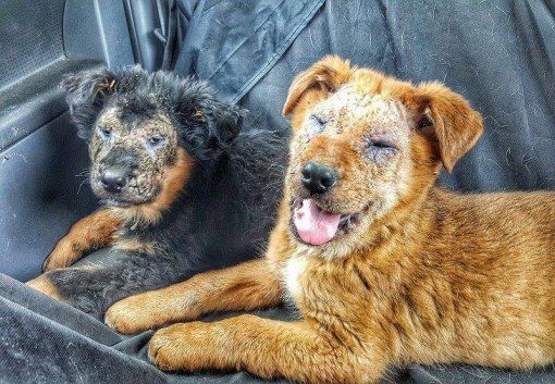 Dogs from Roma Settlements [ 146.37 Kb ]