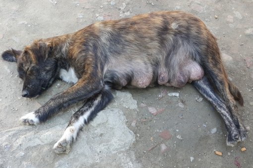 Dogs from Roma Settlements [ 177.11 Kb ]