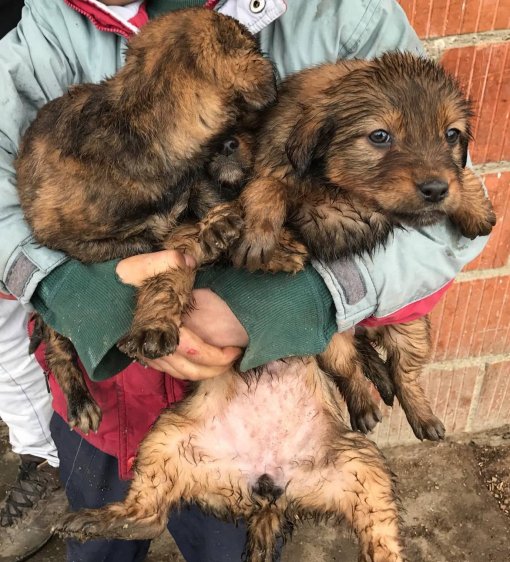 Puppies from Me�imurje [ 255.23 Kb ]