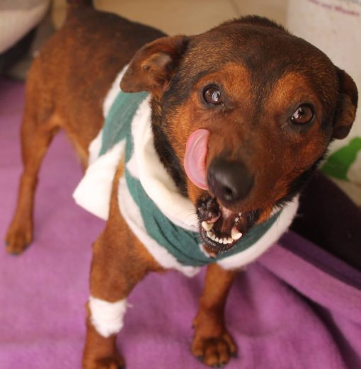 Dog from Roma settlements [ 69.50 Kb ]