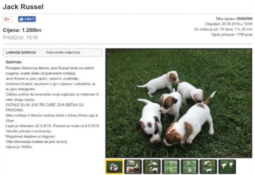 Jack Russel - oglas za prodaju [ 89.33 Kb ]