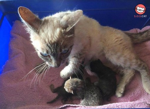 Zagreb prescribes permanent sterilisation of dogs and cats [ 87.20 Kb ]