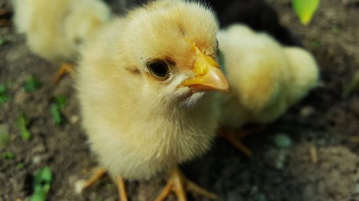 Chick [ 86.12 Kb ]