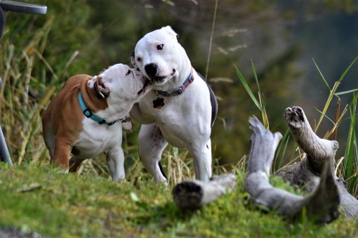 Playful dogs [ 212.30 Kb ]