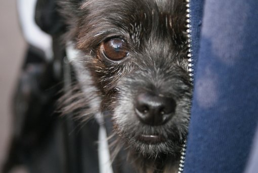 Dog hiding [ 241.76 Kb ]
