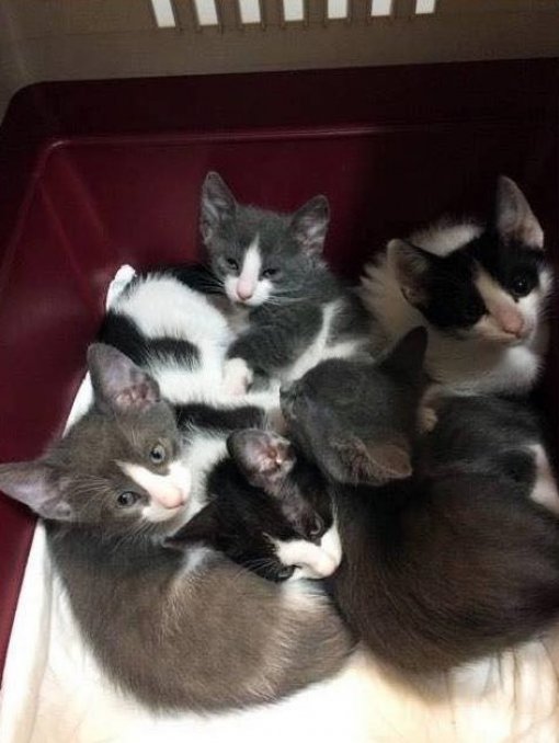 abandoned kittens abandoned kittens