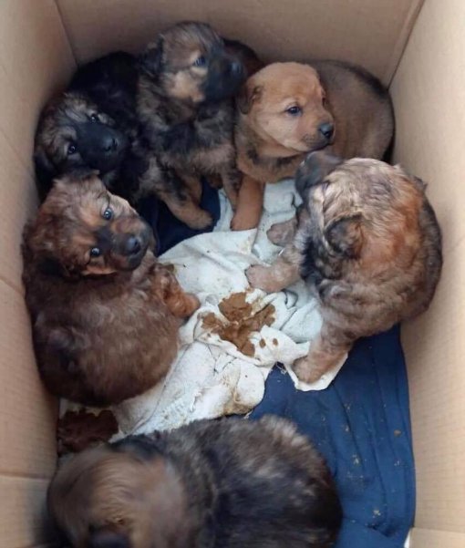 Abandoned puppies - sanctuary Cakovec [ 67.83 Kb ]