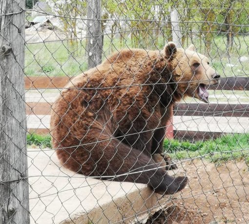 bear bear