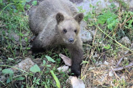 Matija-Kuterevo-4 [ 665.49 Kb ]