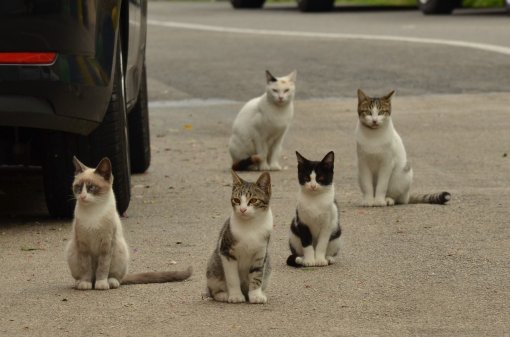 cats [ 251.59 Kb ]