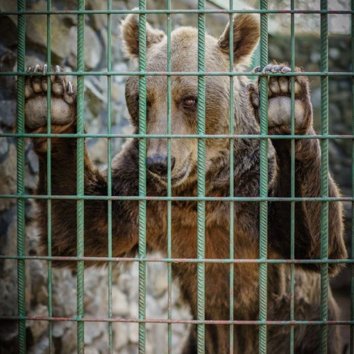 Bruno u zatocenistvu-Cerna-foto_FOUR PAWS-2 [ 167.37 Kb ]