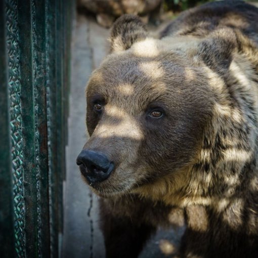 Suzana-prije spasavanja-foto_Helmut Wachter i FOUR PAWS [ 134.35 Kb ]