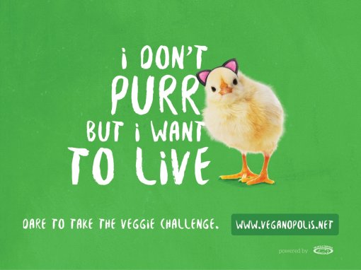 I don't purr but I want to live [ 821.69 Kb ]