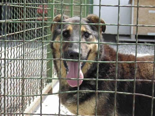 A dog in Dumovec shelter 2 A dog in Dumovec shelter 2