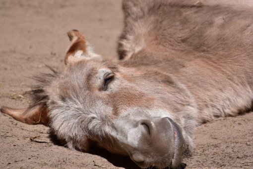 donkey [ 709.06 Kb ]