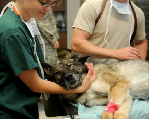veterinari [ 99.38 Kb ]