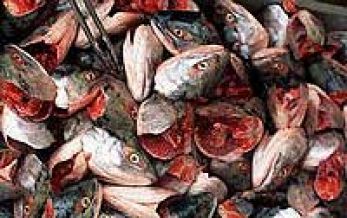 fish heads fish heads