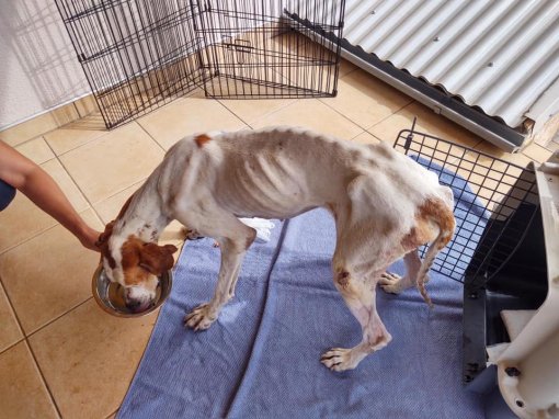 izgladnjeli lova�ki pas_op�ina Polaca [ 102.93 Kb ]