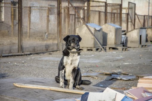 dog shelter [ 158.51 Kb ]