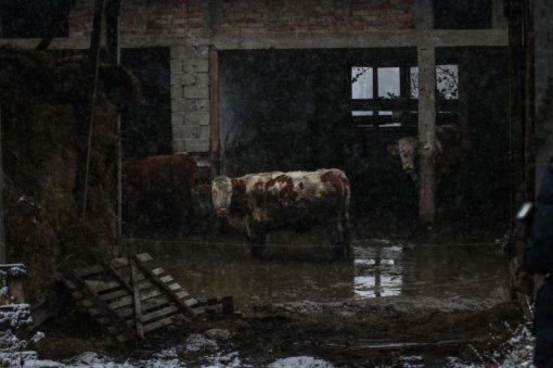 Foto: Helping Animals 1 [ 138.64 Kb ]