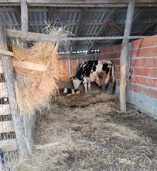 �arava i tele_FB Farmice [ 212.03 Kb ]