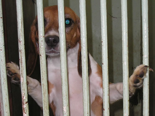 Beagle na Veterinarskom fakultetu 3 Beagle na Veterinarskom fakultetu 3