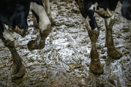 Jo Anne McArthur_We Animals Archive [ 310.02 Kb ]