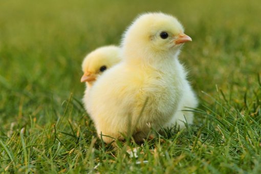 chick [ 119.54 Kb ]
