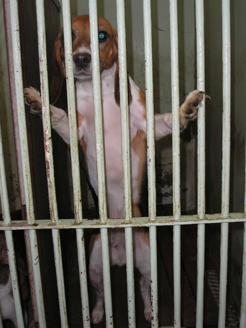 Beagle na Veterinarskom fakultetu 5 Beagle na Veterinarskom fakultetu 5