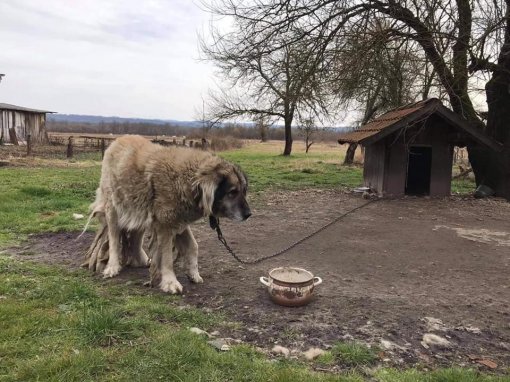 pas na lancu [ 117.74 Kb ]