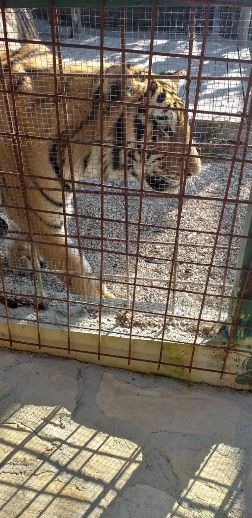 Tigar s Hvara [ 505.38 Kb ]