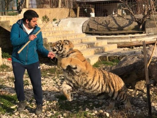 Ivan Gospodeti� i tigar [ 181.71 Kb ]