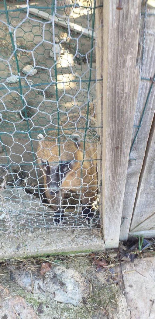 hvar zoolo�ki [ 379.78 Kb ]