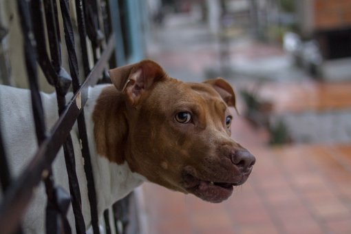 Pitbul_pixabay [ 105.21 Kb ]