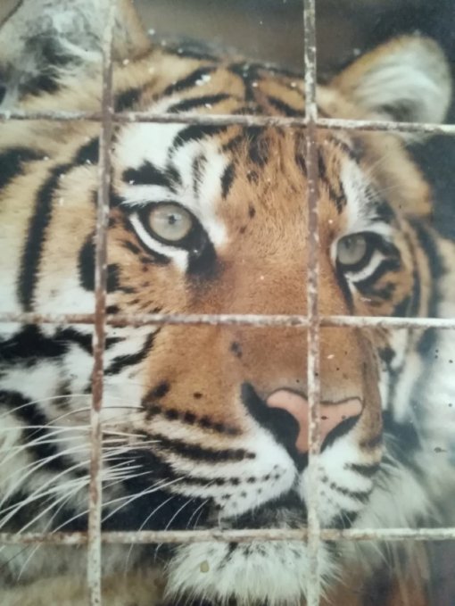 FB_Zlatko Budin [ 117.28 Kb ]