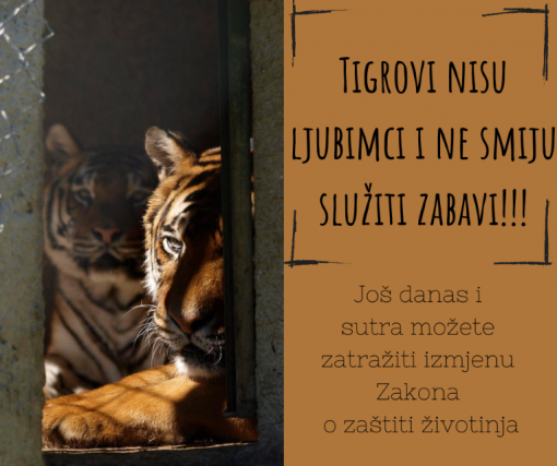 tigrovi nisu ljubimci [ 488.66 Kb ]