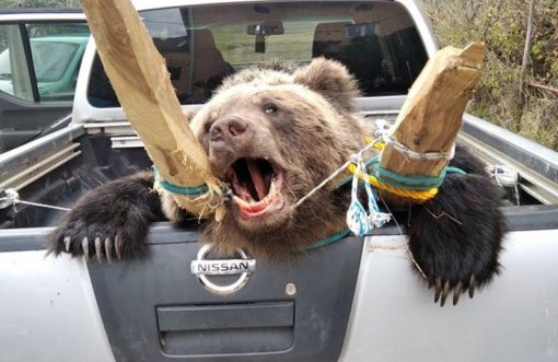 FB_Psi laju karavane prolaze [ 155.78 Kb ]