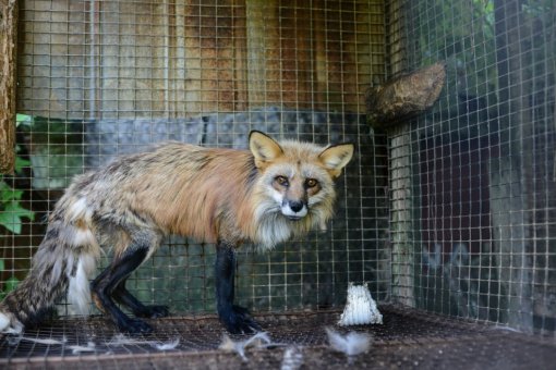fox in a cage [ 186.98 Kb ]