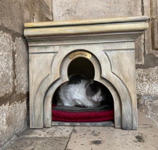 Cat Anastazija Dubrovnik [ 185.86 Kb ]