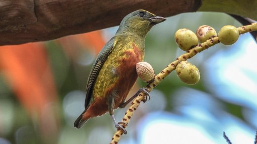Millions of Birds Killed by Nighttime Harvesting Of Olives [ 124.46 Kb ]