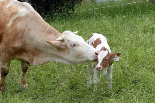 mom cow and the calf [ 178.09 Kb ]
