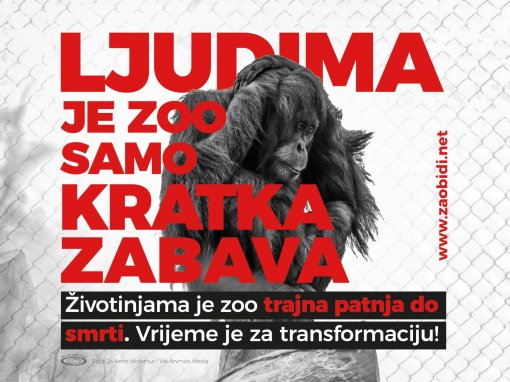 Zaobi�i zoo [ 253.29 Kb ]