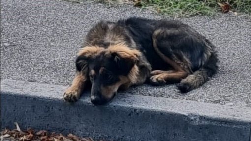 abandoned dog [ 56.38 Kb ]