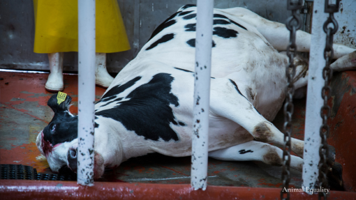 slaughtered cow [ 1.51 Mb ]