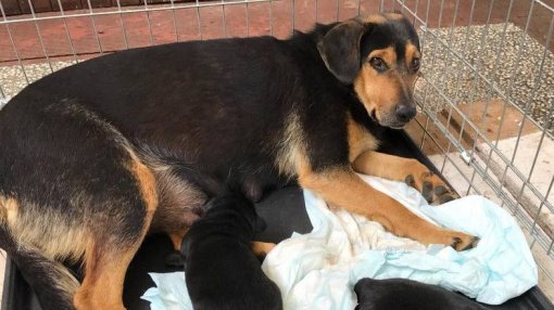 dog with puppies [ 75.27 Kb ]