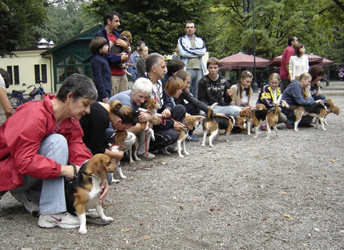 Beagleovi opet zajedno 5 Beagleovi opet zajedno 5