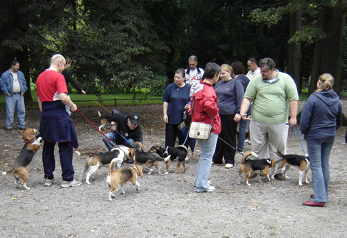 Beagleovi opet zajedno 6 Beagleovi opet zajedno 6