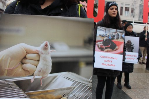 International Animal Rights Day 2023 [ 1.50 Mb ]