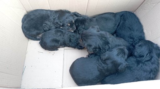 puppies in a box [ 106.58 Kb ]