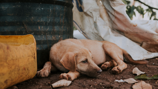 abandoned dog [ 877.04 Kb ]